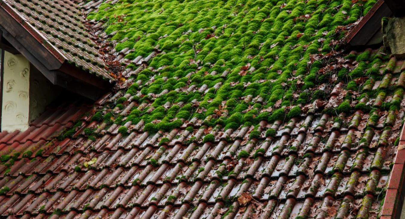 Nettoyage de toiture, Peinture & Hydrofugation de toit 82 Tarn-et-Garonne